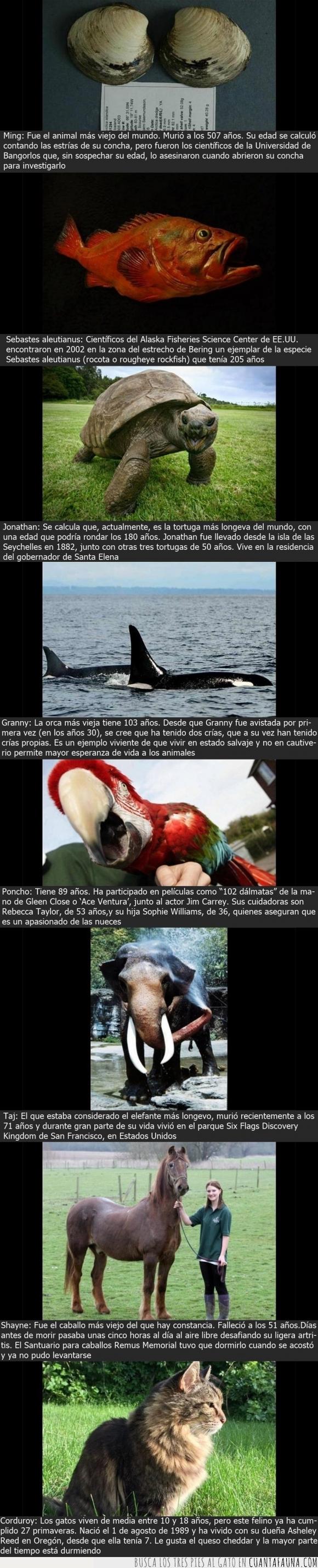 animales,caballo,concha,Corduroy,elefante,especímenes,esperanza de vida,gato,Jonathan,longevos,loro,Ming,orca,Poncho,Sebastes aleutianus,Shayne,Taj,tortuga